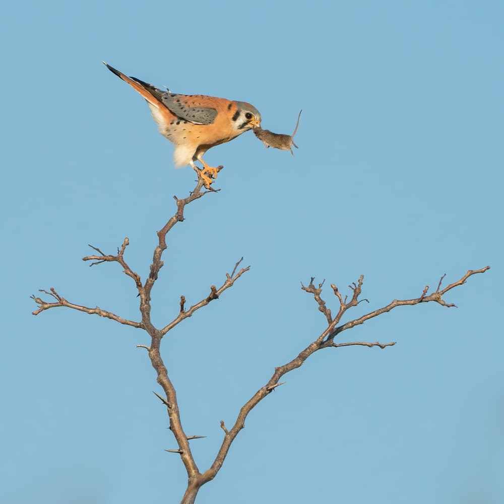 Kestrel's Fresh Catch by Alex Li — canvas wall art