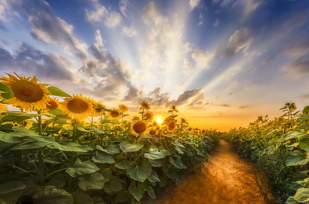 Golden Hour Sunflower Field by Melanie Viola — canvas wall art