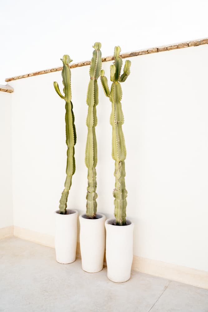 Cacti On White by Henrike Schenk — canvas wall art