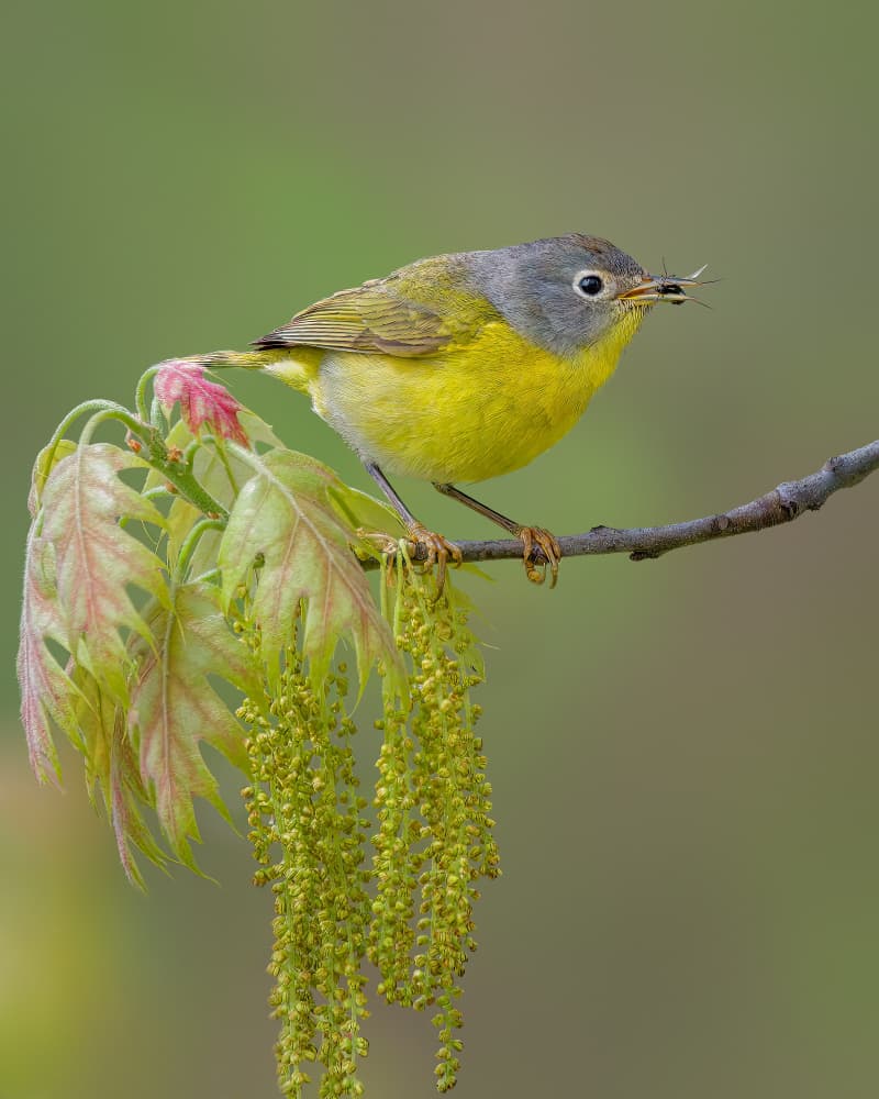 Yellow Bird In Spring by Jacob (Jian) Xu — canvas wall art