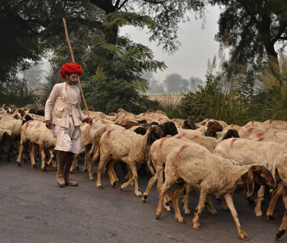 Shepherd and Flock by Peter Hammer — canvas wall art