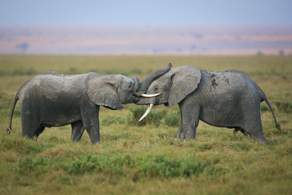 African Elephant Affection by Jeffrey C. Sink — canvas wall art