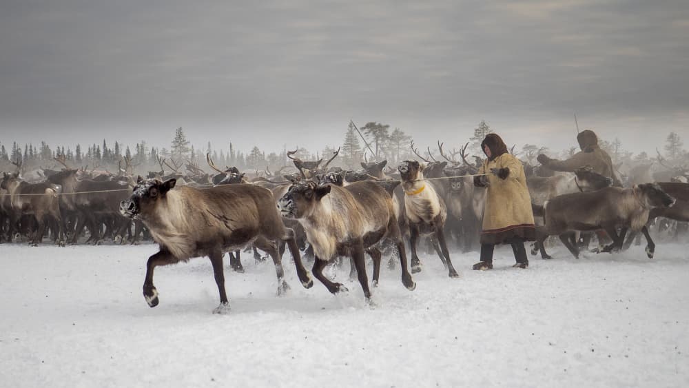 Herding Reindeer In Snow by Marcel Rebro — canvas wall art