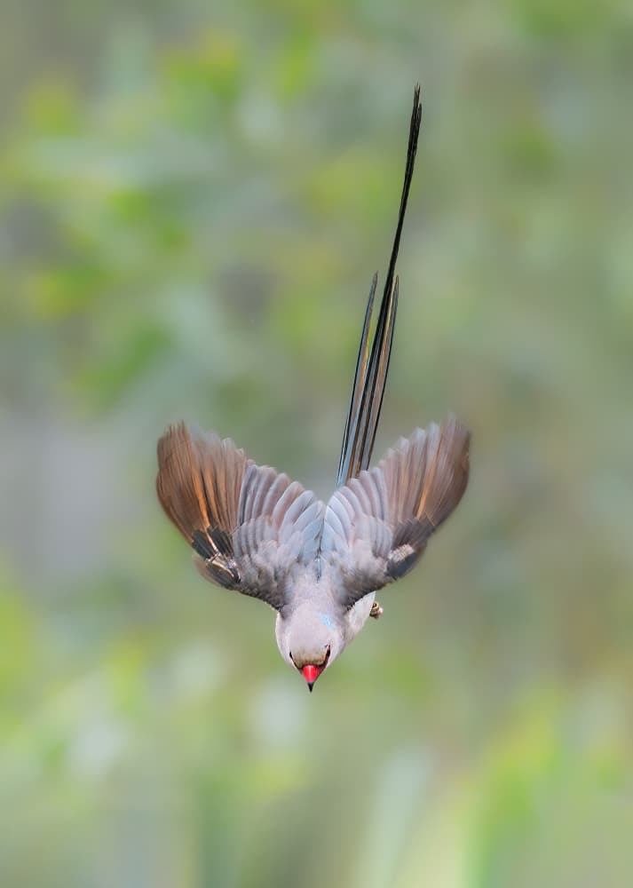 Red-Billed Bird Flight by Taksing (吉星高照) — canvas wall art