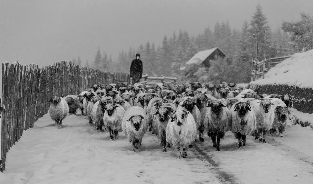 Winter Sheep Journey by Sveduneac Dorin Lucian — canvas wall art