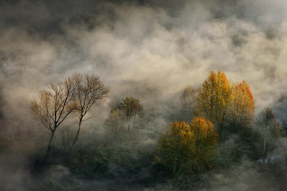 Golden Trees in Fog by Roberto Marini — canvas wall art