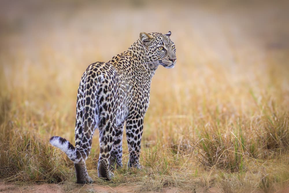 Leopard in Golden Grass by Jeffrey C. Sink — canvas wall art