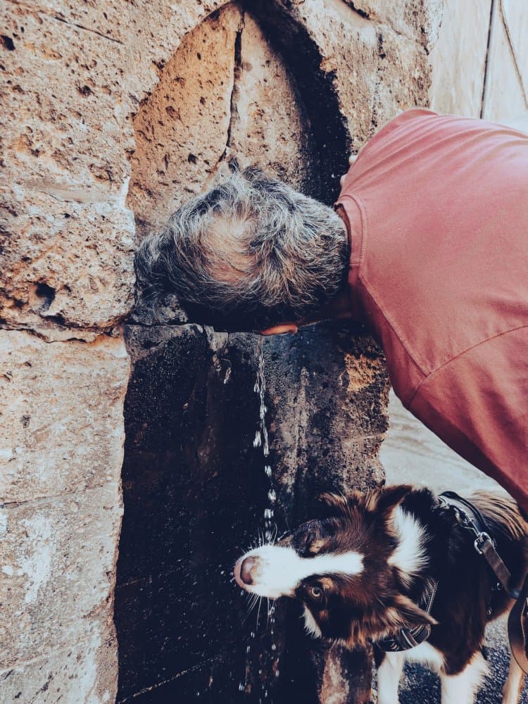 Man Dog Water Break by Marco Tagliarino — canvas wall art