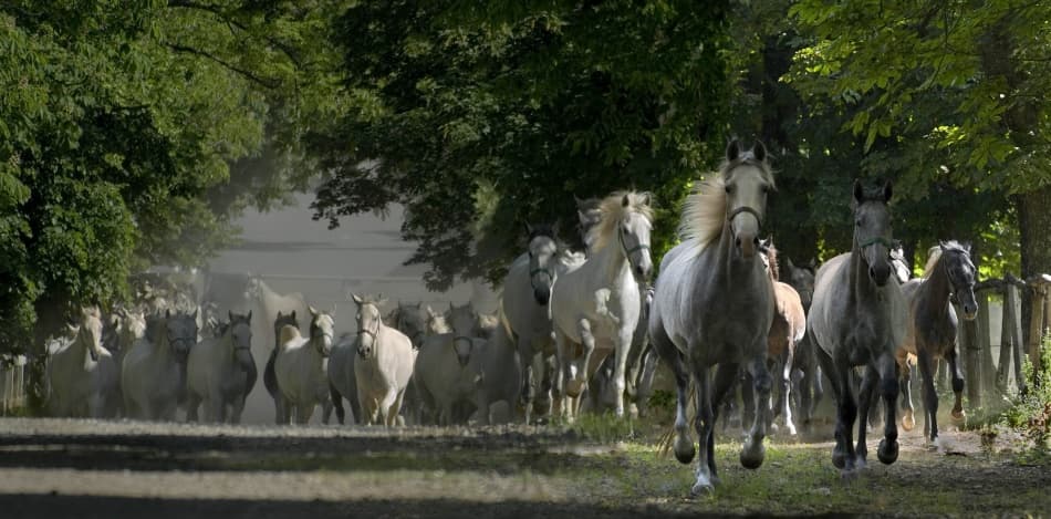 Running Wild Horses by Milan Malovrh — canvas wall art