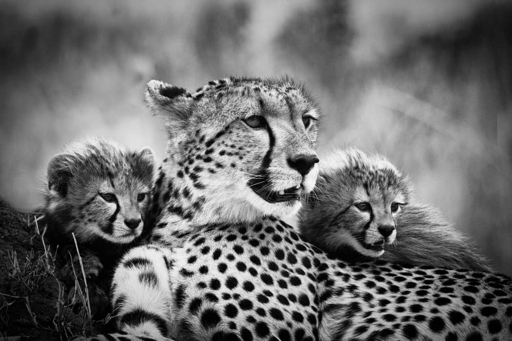 Cheetah Mother And Cubs by Mohammed Alnaser — canvas wall art