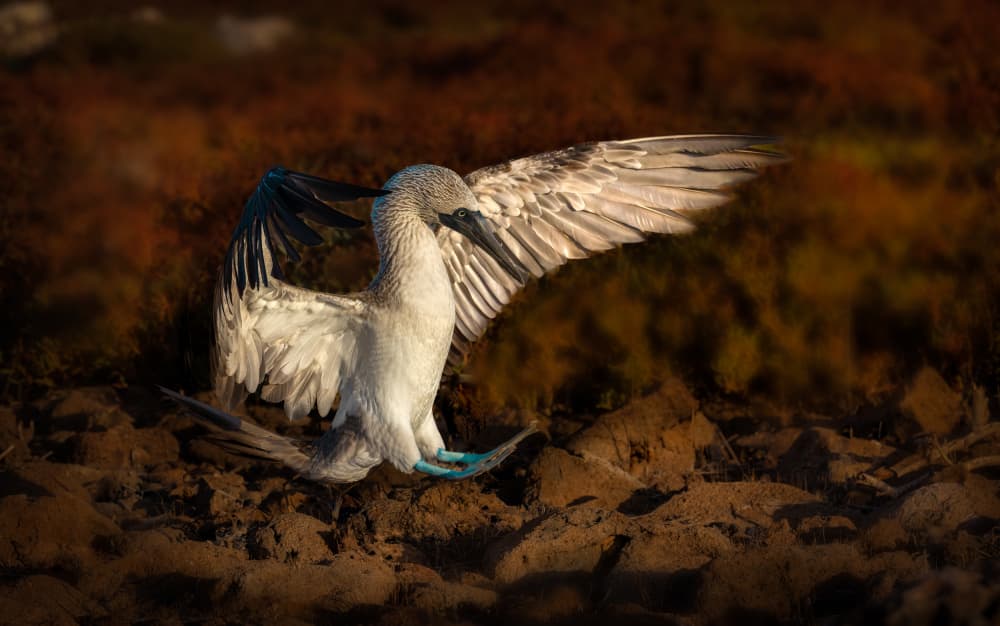 Dynamic Blue Booby by Kenneth-Wei Zeng — canvas wall art