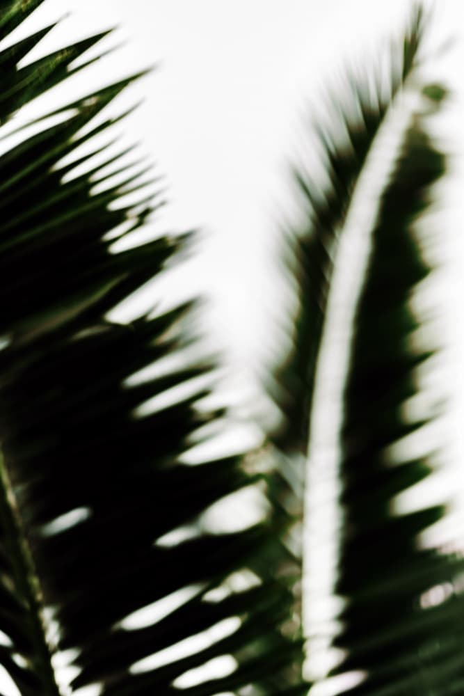 Green Palm Light by Tim Mossholder — canvas wall art
