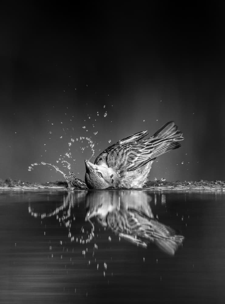 Bathing Bird Splash by Jaco Marx — canvas wall art