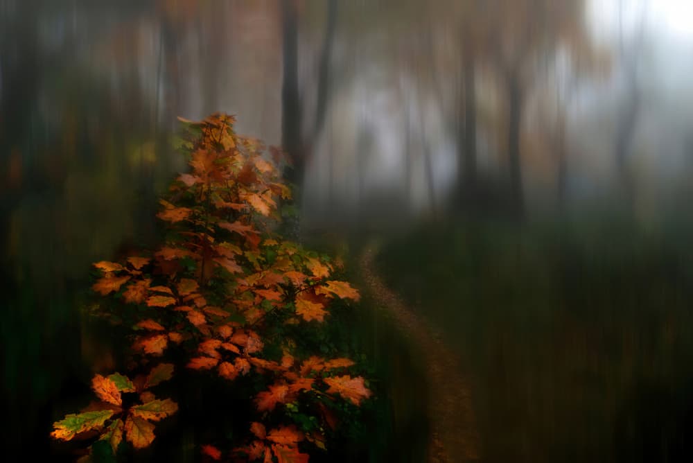 Misty Autumn Forest Path by Pedro Uranga — canvas wall art