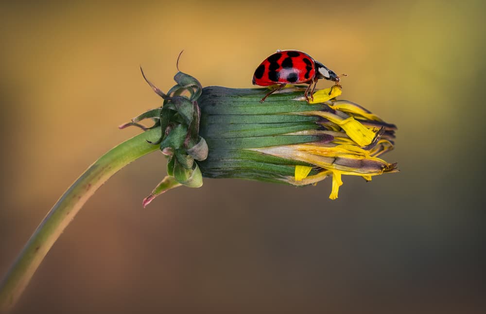 Red Ladybug Bloom by Atul Saluja — canvas wall art