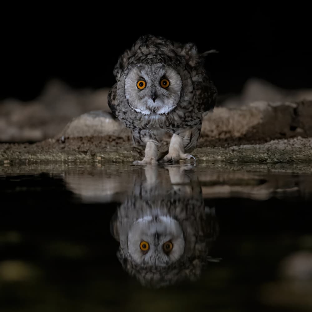 Intense Owl Reflection by Eldad Levin — canvas wall art
