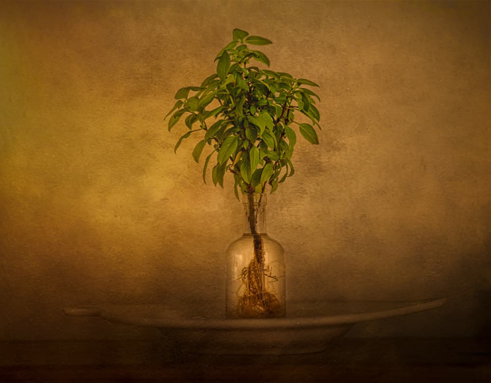 Rooted Plant Still Life by John-Mei Zhong — canvas wall art