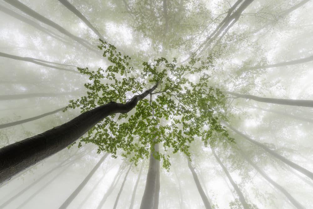 Misty Forest Canopy by Tom Pavlasek — canvas wall art