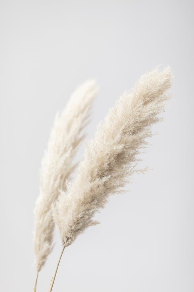 Gentle Pampas Plumes by Pictufy Studio III — canvas wall art