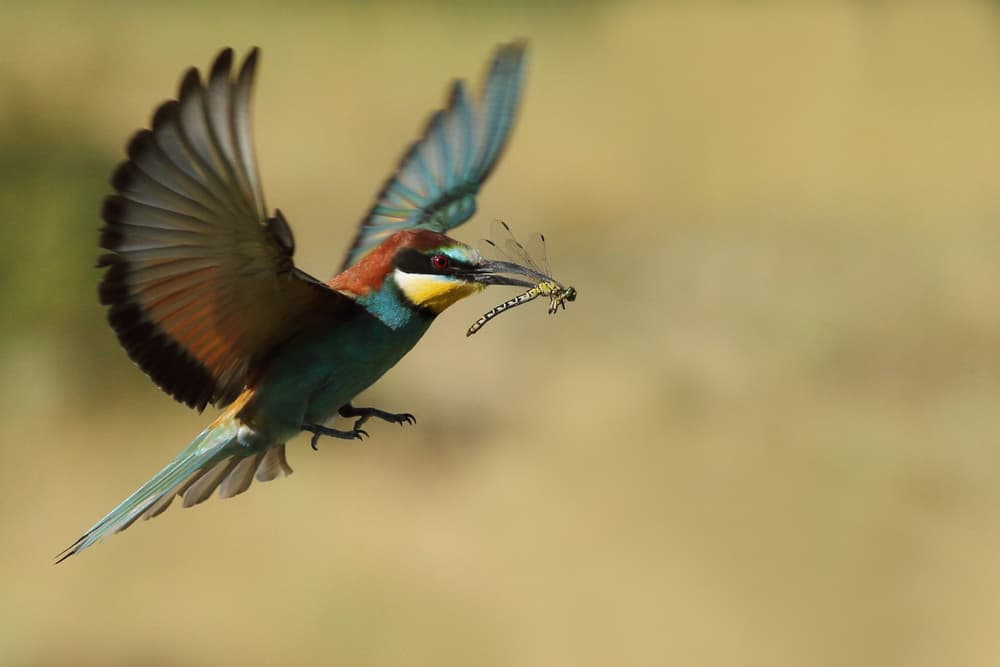 Vibrant Bee-eater Catches Dragonfly by Barré Thierry — canvas wall art
