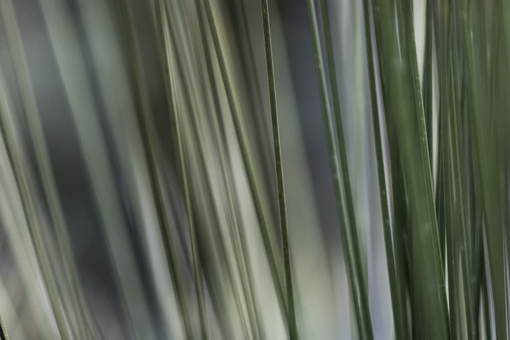 Soft Green Stalks by Mareike Böhmer — canvas wall art