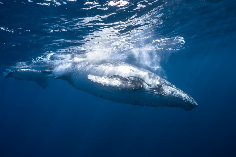 Majestic Humpback Whale by Barathieu Gabriel — canvas wall art