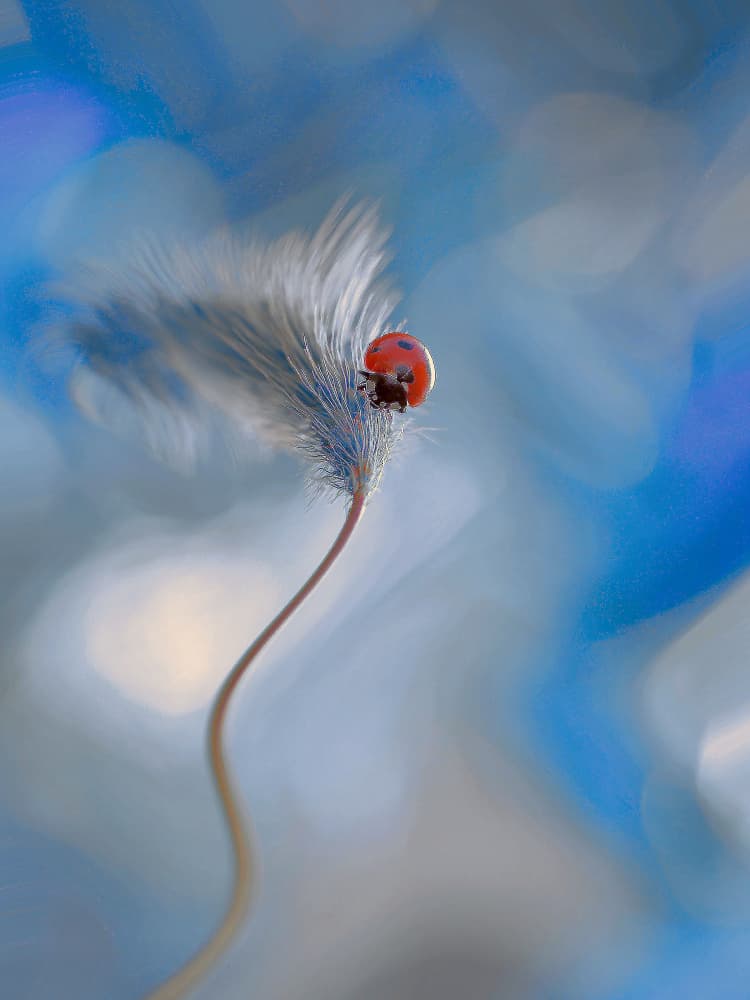 Delicate Ladybug Feather by Thierry Dufour — canvas wall art