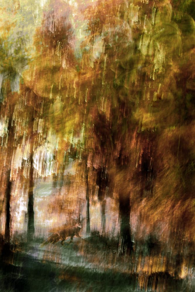 Dreamy Forest Fox by Christina Sillen — canvas wall art