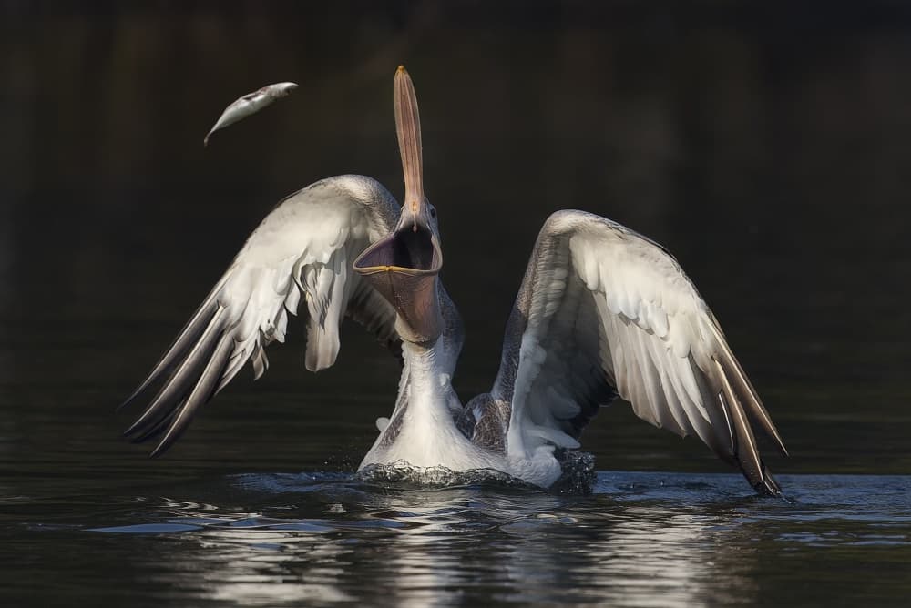 Perfect Pelican Catch by C.S. Tjandra — canvas wall art