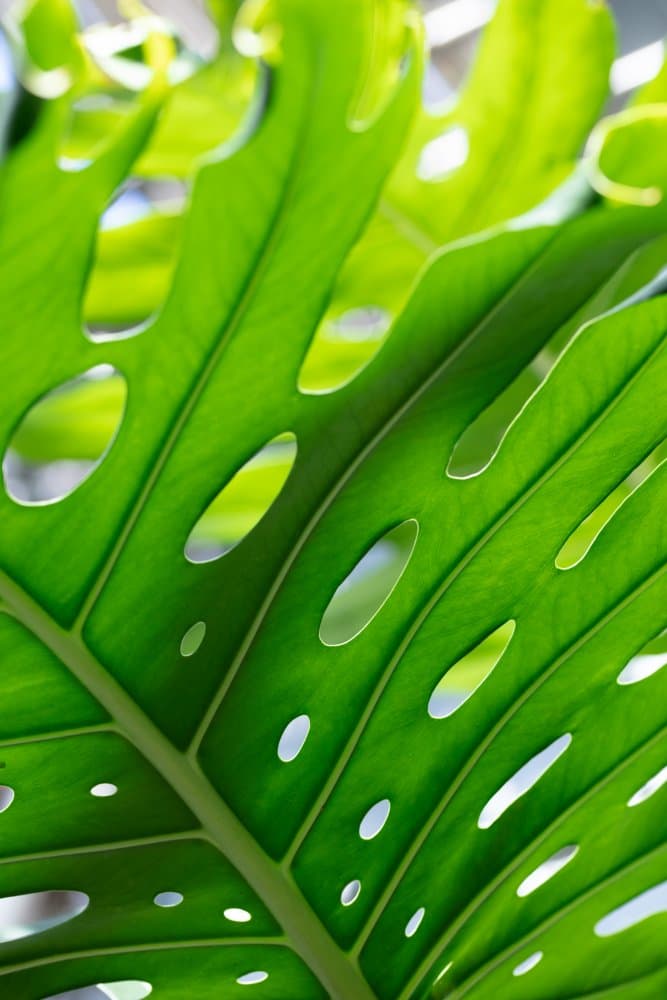 Vibrant Monstera Leaf by Pictufy Studio III — canvas wall art