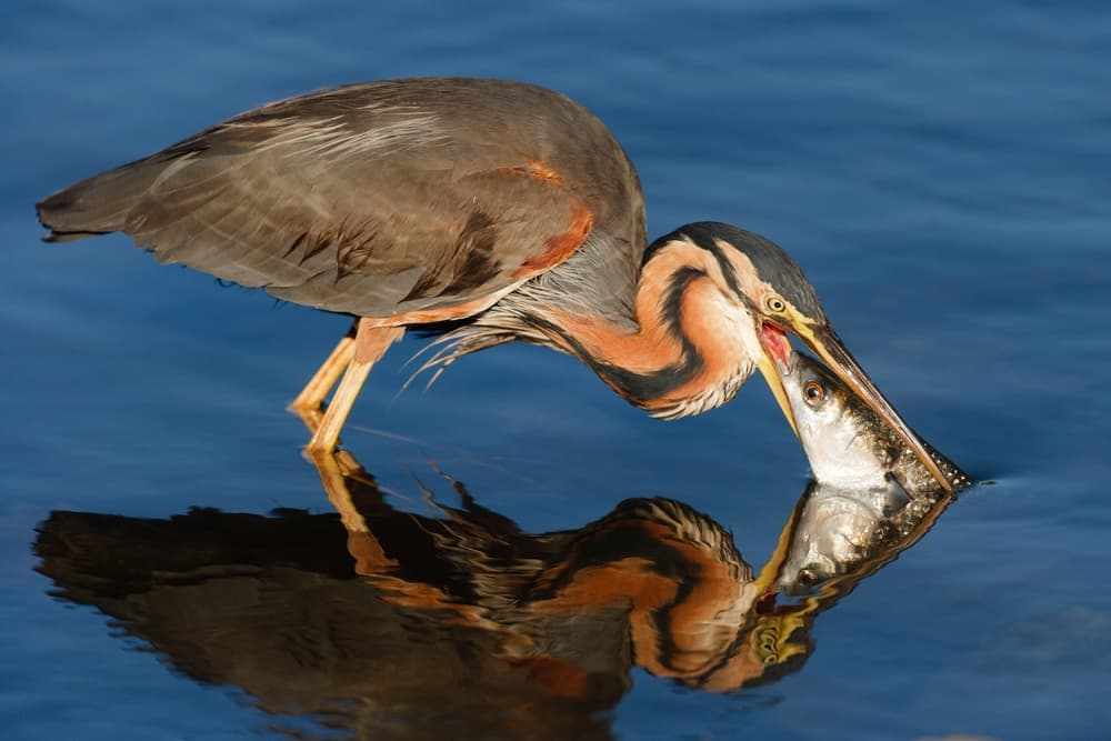 Purple Heron Fishing by Joan Gil Raga — canvas wall art