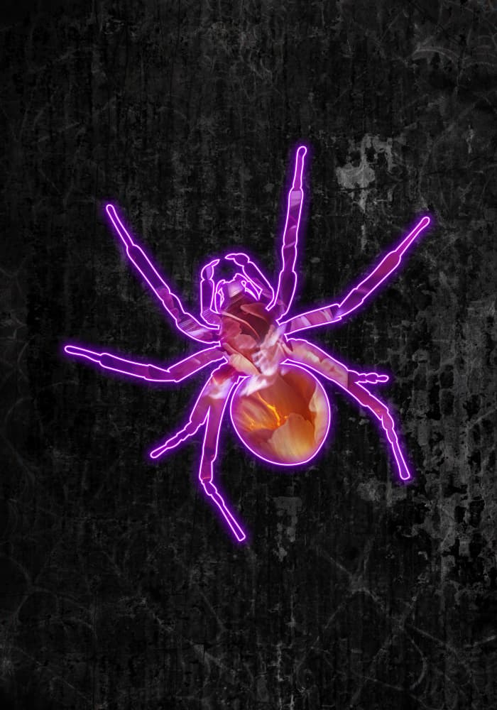 Glowing Purple Spider by Sarah Manovski — canvas wall art