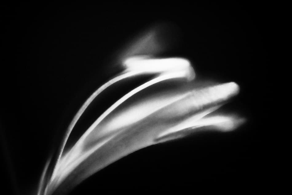 Abstract Floral Glow by Codrin Lupei — canvas wall art