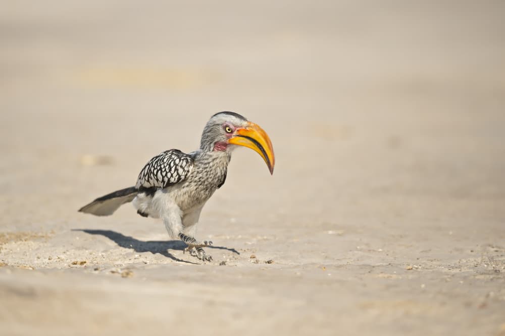 Curious Desert Hornbill by Marco Pozzi — canvas wall art