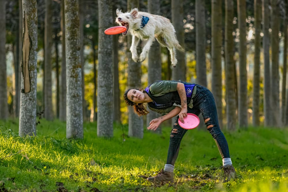 Jumping Dog Frisbee Play by Gila Koller — canvas wall art