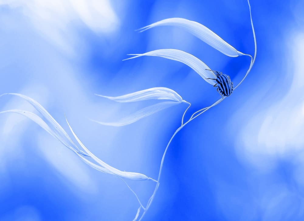 Dreamy Blue Insect by Thierry Dufour — canvas wall art