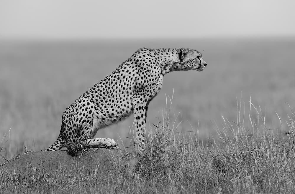Savanna Cheetah Watch by Marco Pozzi — canvas wall art