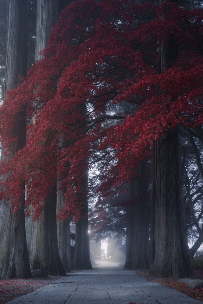 Enchanted Autumn Path by Masaki Sugita — canvas wall art