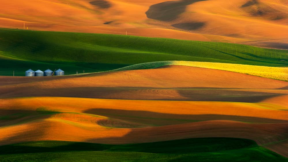 Golden Rolling Fields by Phillip Chang — canvas wall art