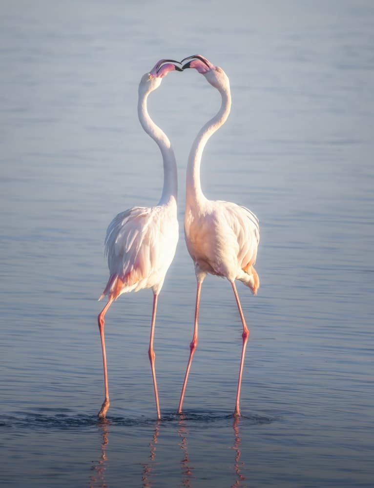 Flamingo Love Heart by Yun Gong — canvas wall art