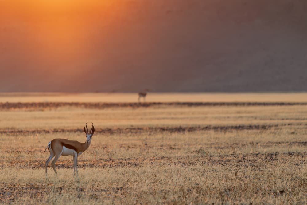 Springbok Golden Savanna by Alessandro Catta — canvas wall art