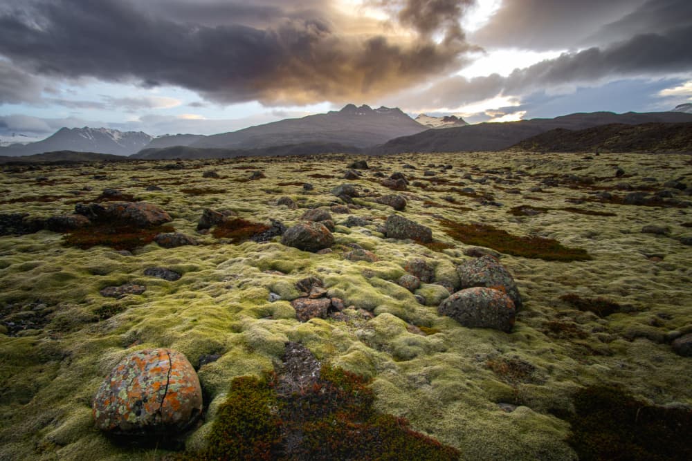Dramatic Mossy Mountain Vista by Fred Louwen — canvas wall art