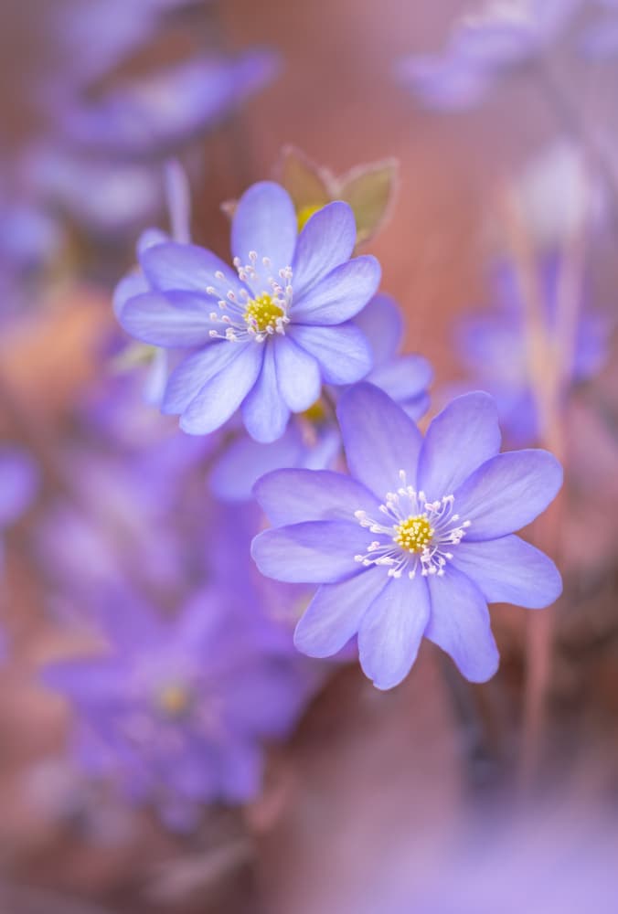 Soft Lavender Blooms by Norbert Maier — canvas wall art