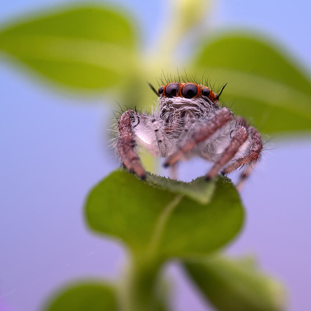 Bold Jumping Spider by Summer2016 — canvas wall art