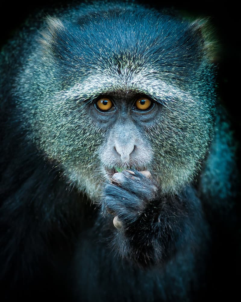 Intense Blue Monkey Portrait by Ali Khataw — canvas wall art