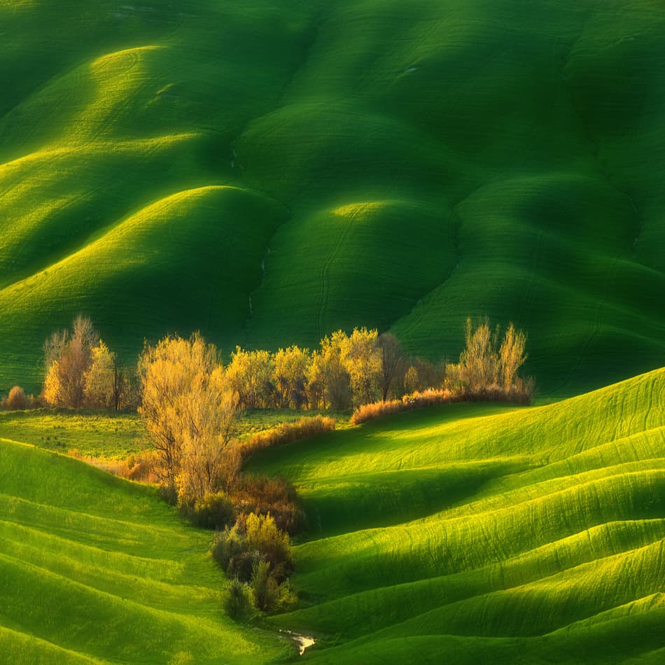 Golden Trees Green Hills by Krzysztof Browko — canvas wall art