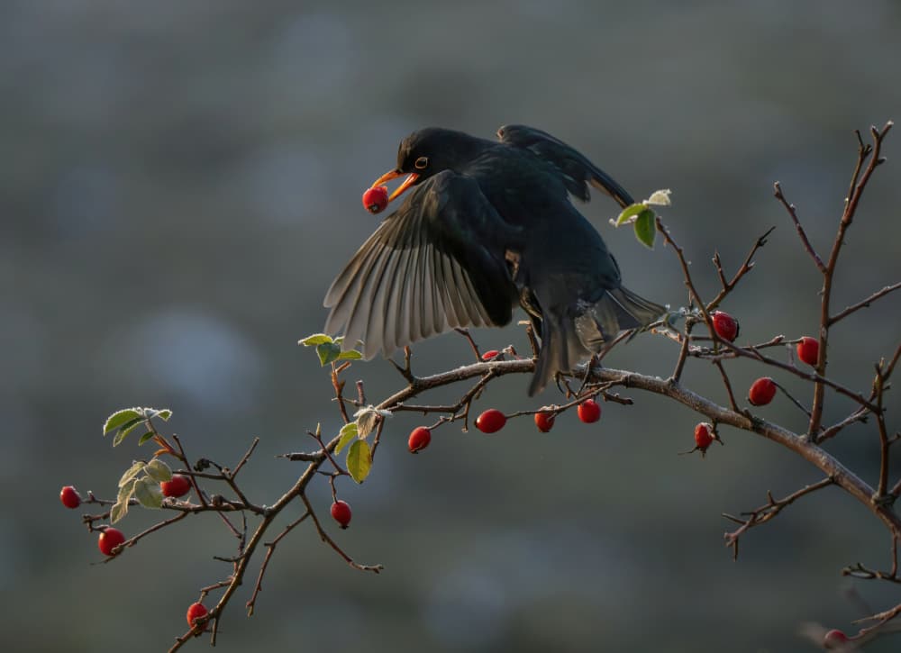Blackbird's Winter Berry by Allan Wallberg — canvas wall art