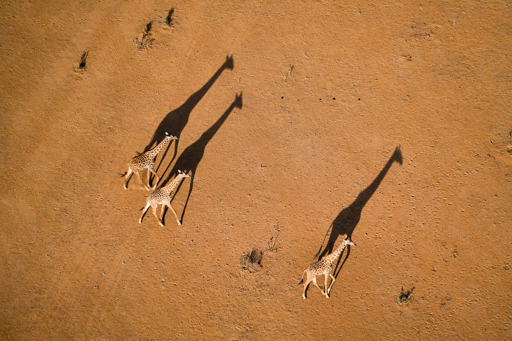 Walking Giraffe Shadows by John Fan — canvas wall art