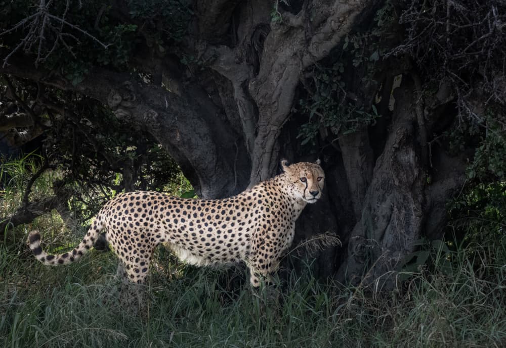 Cheetah's Watchful Gaze by Allen SDCA — canvas wall art