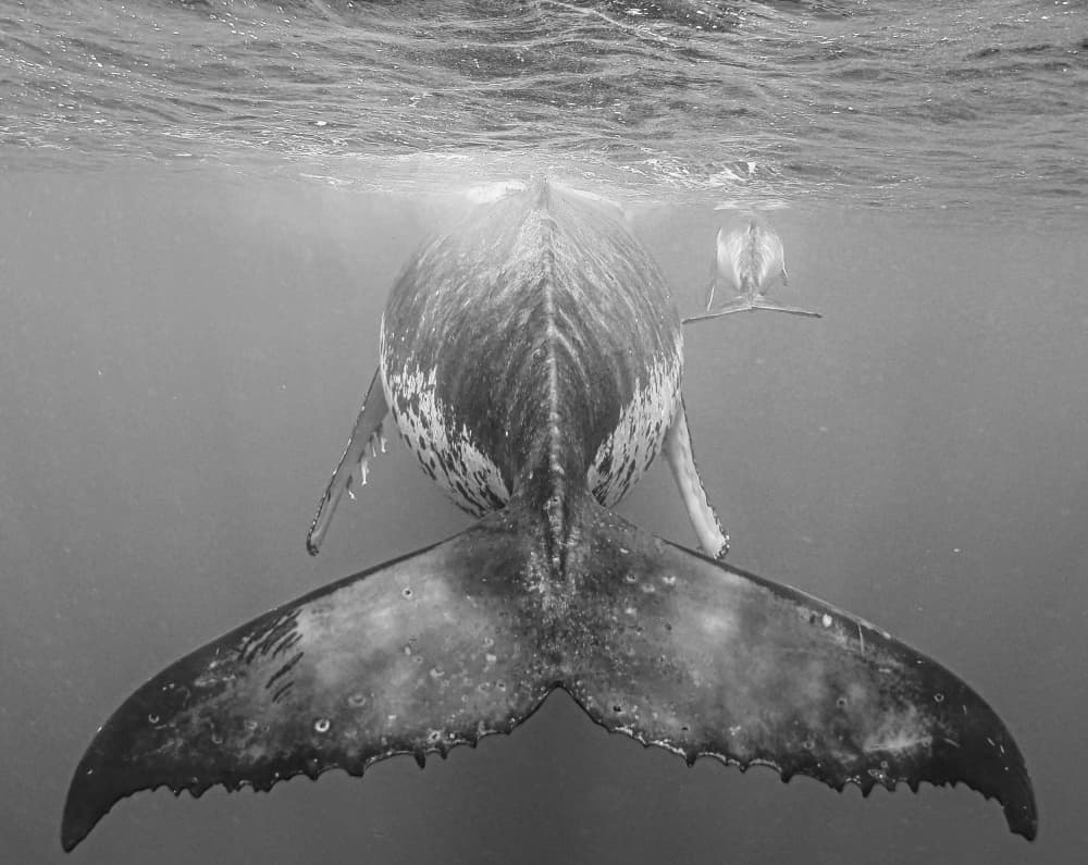 Humpback Whale Deep Dive by KIMIO KOBAYASHI — canvas wall art